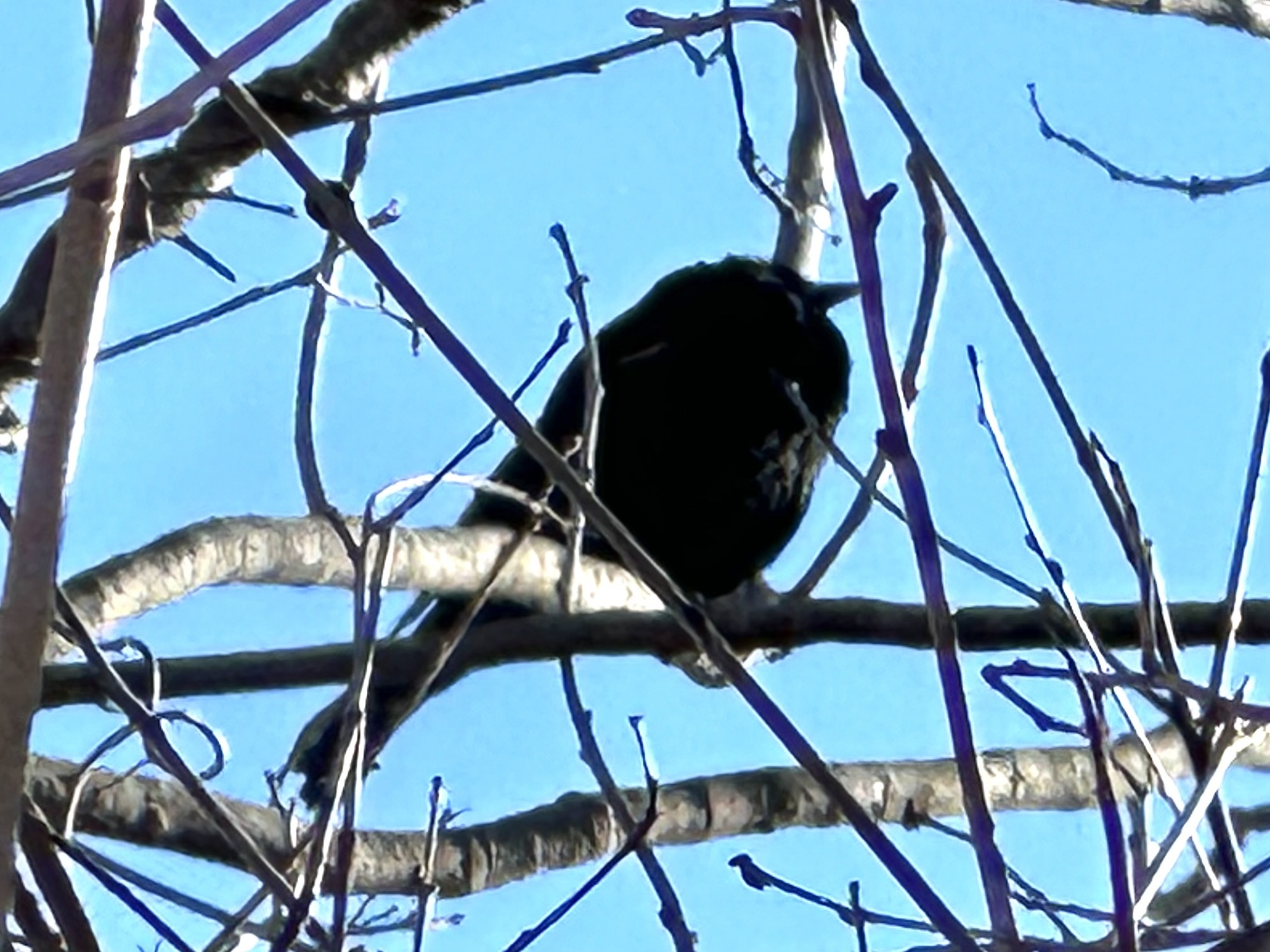 Red-winged Blackbird (Agelaius phoeniceus), photo 3