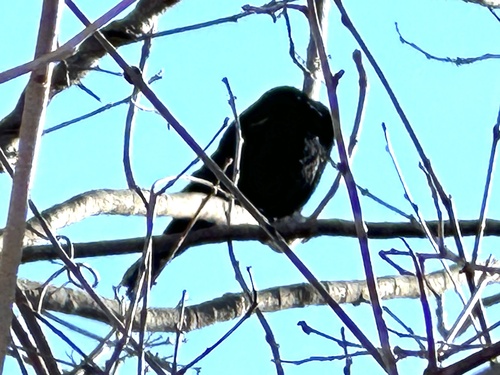 Red-winged Blackbird (Agelaius phoeniceus), photo 4
