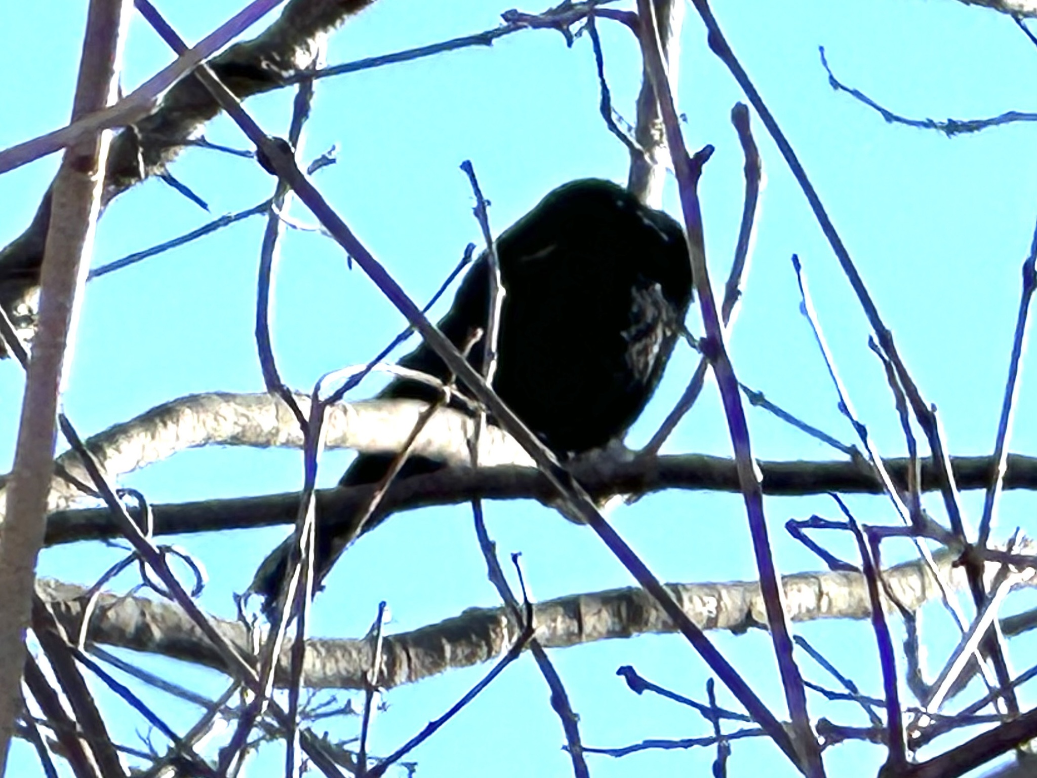 Red-winged Blackbird (Agelaius phoeniceus), photo 4