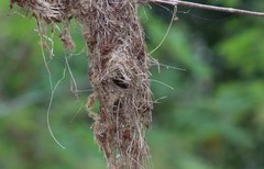 Certhiaxis