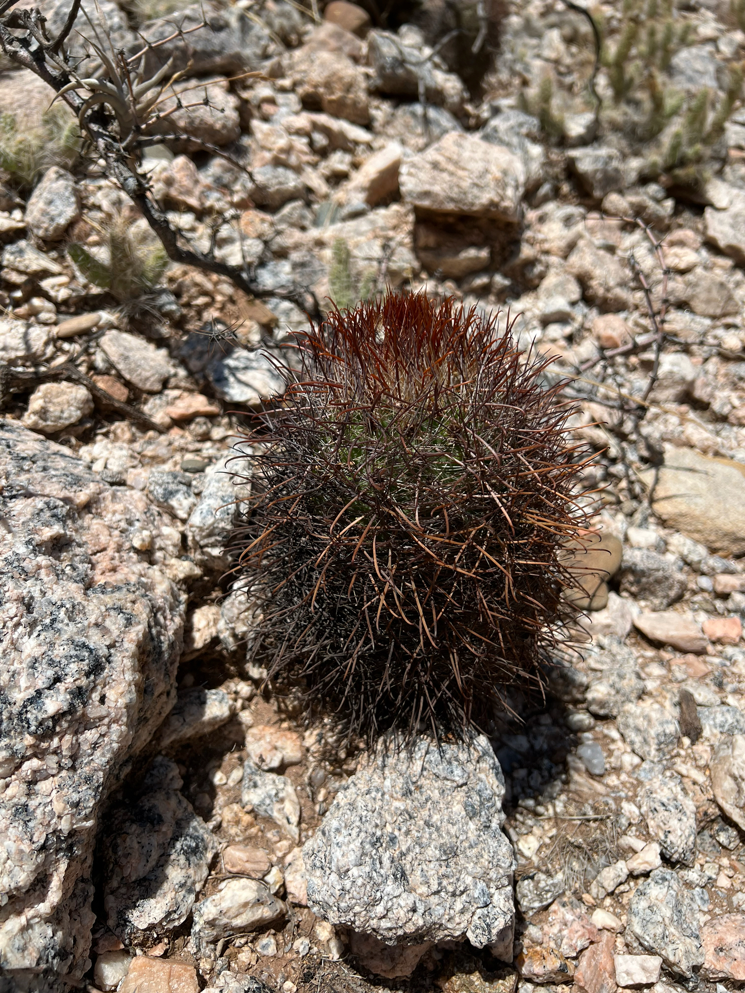 Parodia aureicentra