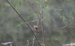Certhiaxis