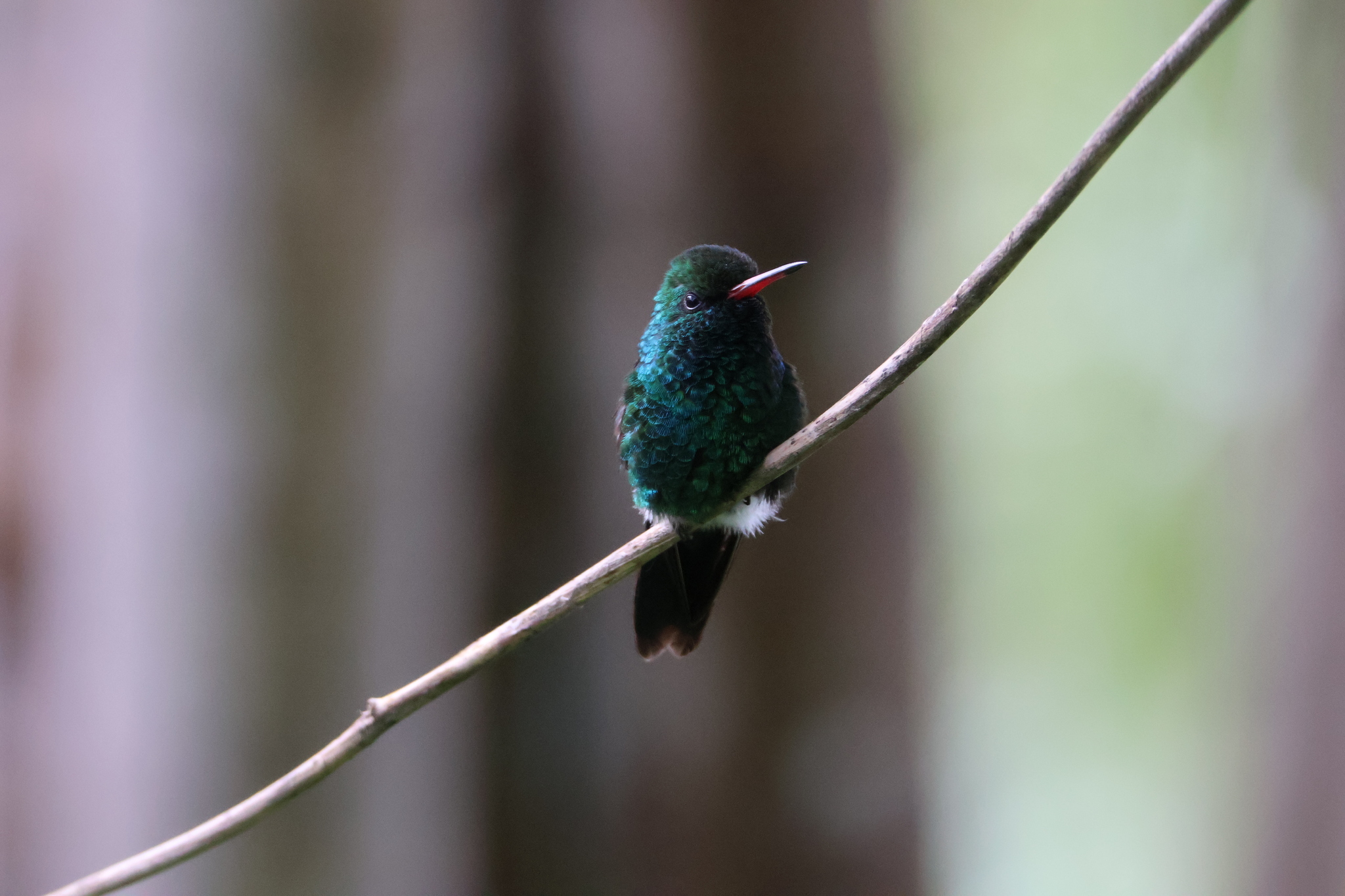 Canivet's Emerald (Cynanthus canivetii), photo 2
