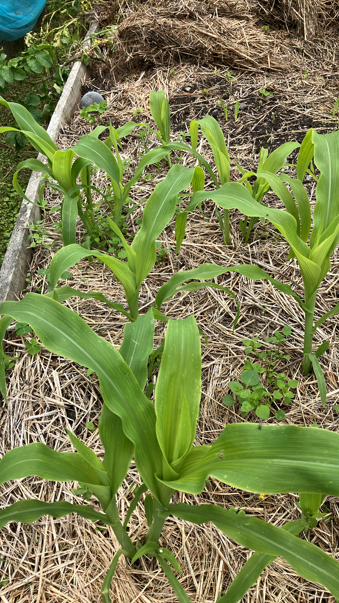 Maize