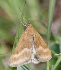 Pyrausta aerealis