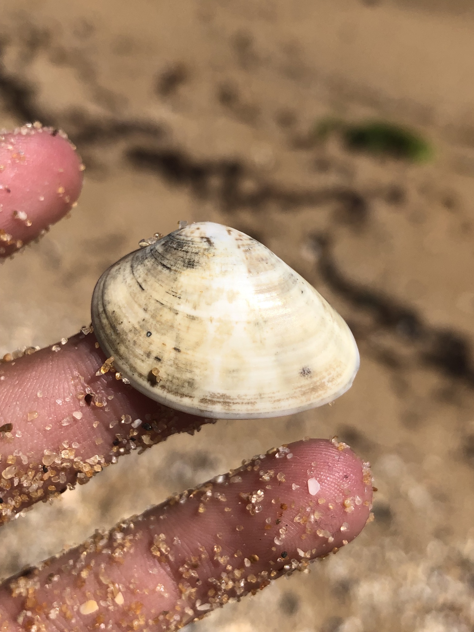 Eumarcia (Eumarcia)
