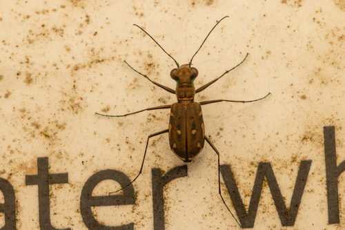 Cylindera froggatti, 2026-01-02