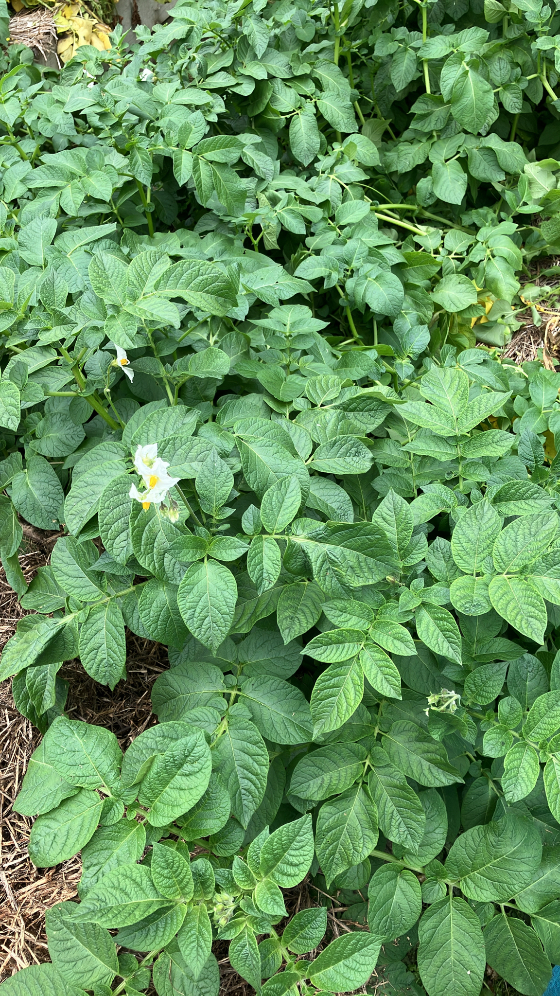 Photo by dylantmurray via iNaturalist (Copyright dylantmurray)