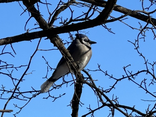 Blue Jay (Cyanocitta cristata), photo 7