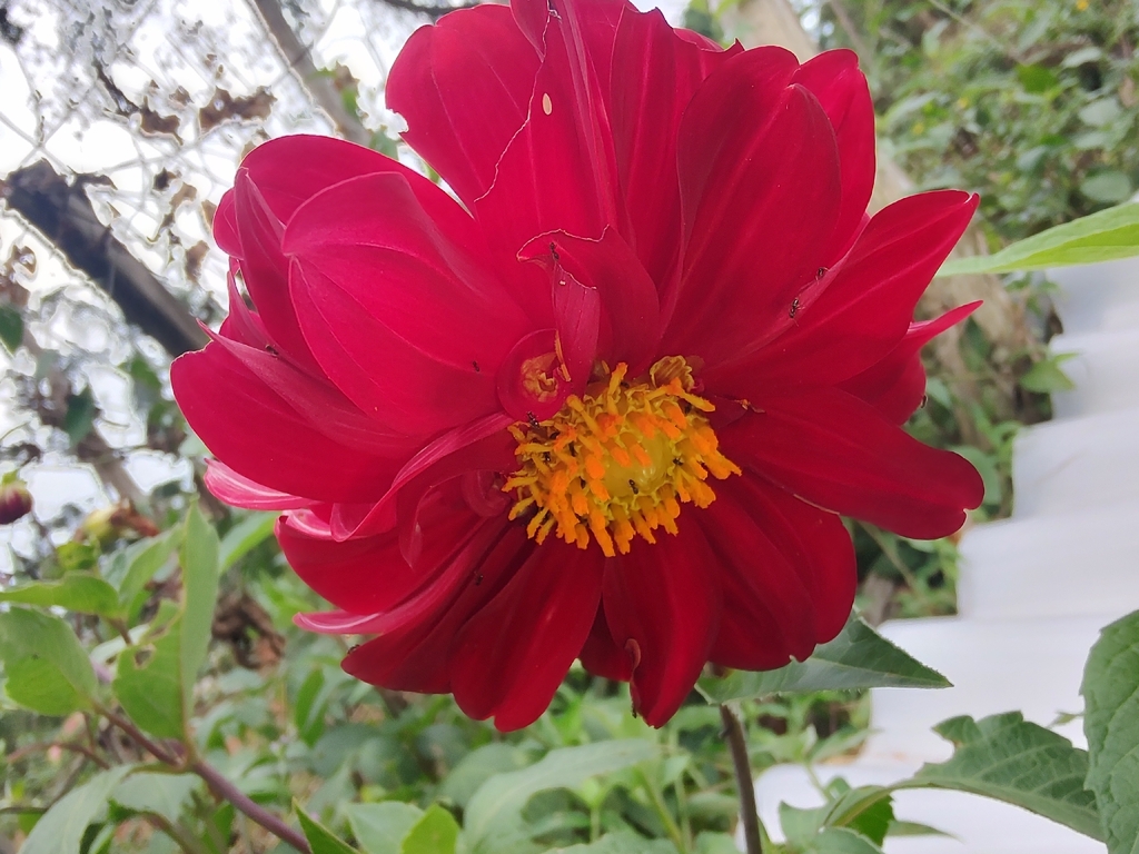 Dahlia pinnata – Dahlia pinnata