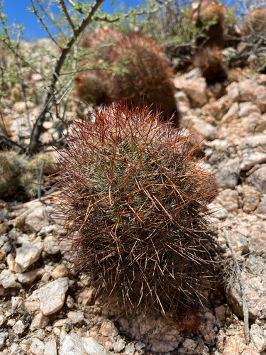 Parodia aureicentra