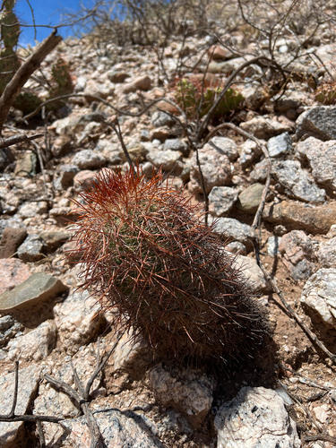 Parodia aureicentra