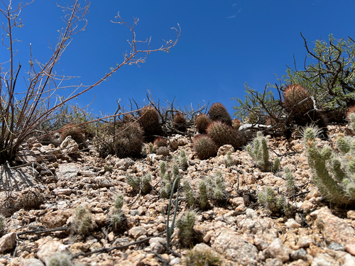 Parodia aureicentra