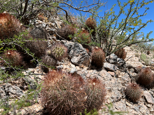 Parodia aureicentra