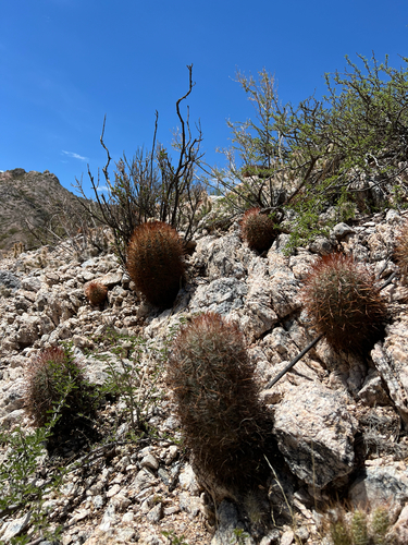 Parodia aureicentra