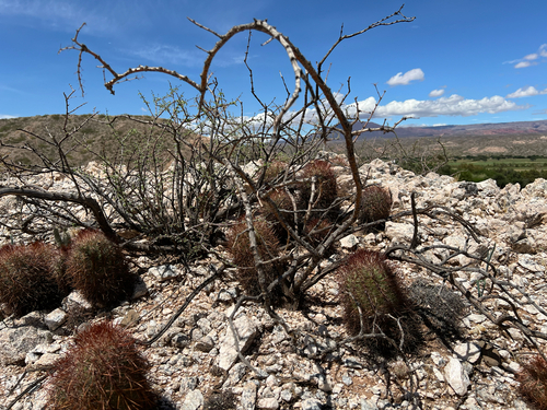 Parodia aureicentra