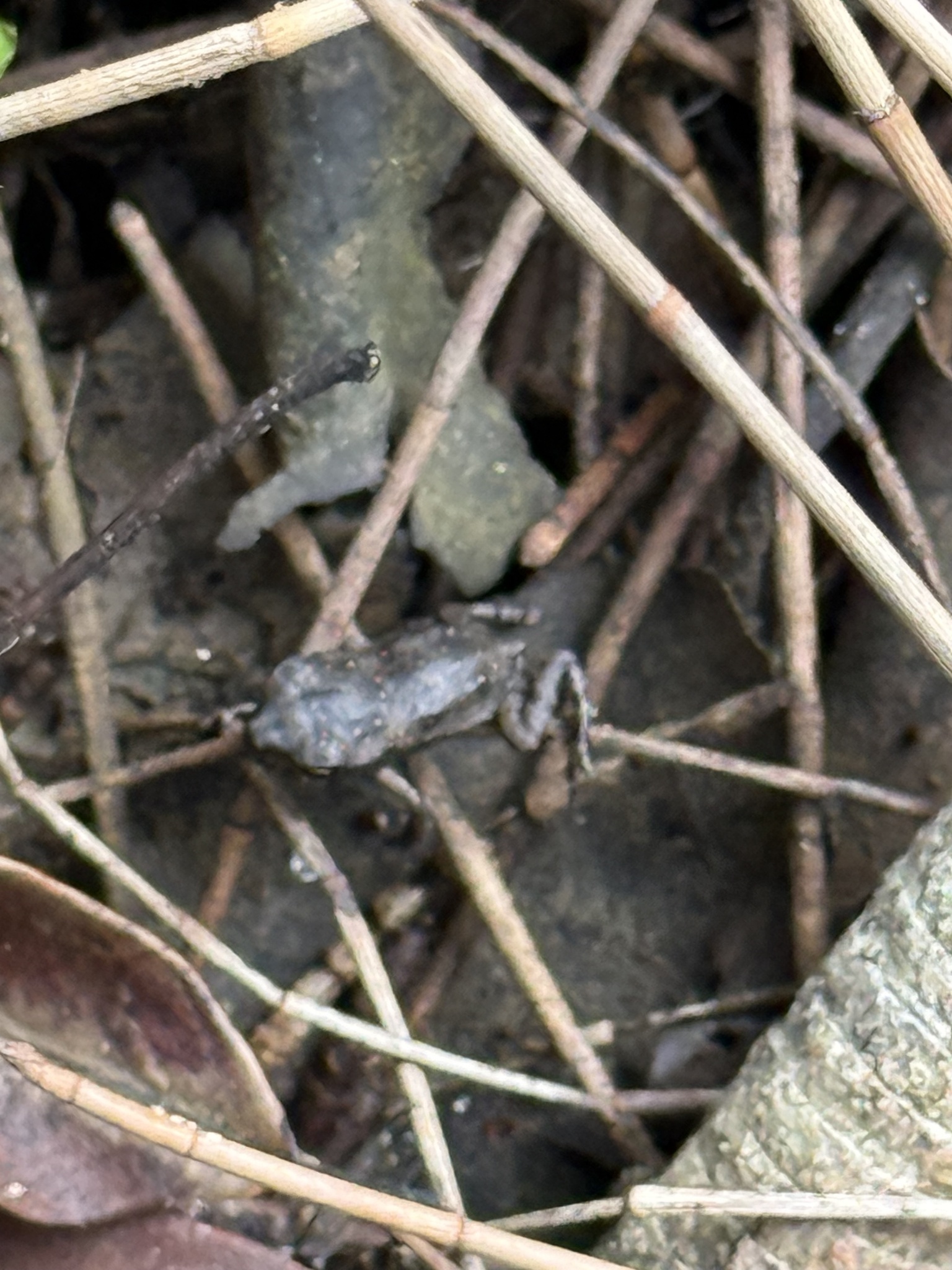 Rhinella marina (Linnaeus, 1758)