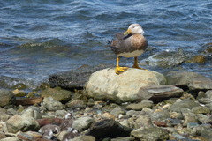 Tachyeres patachonicus