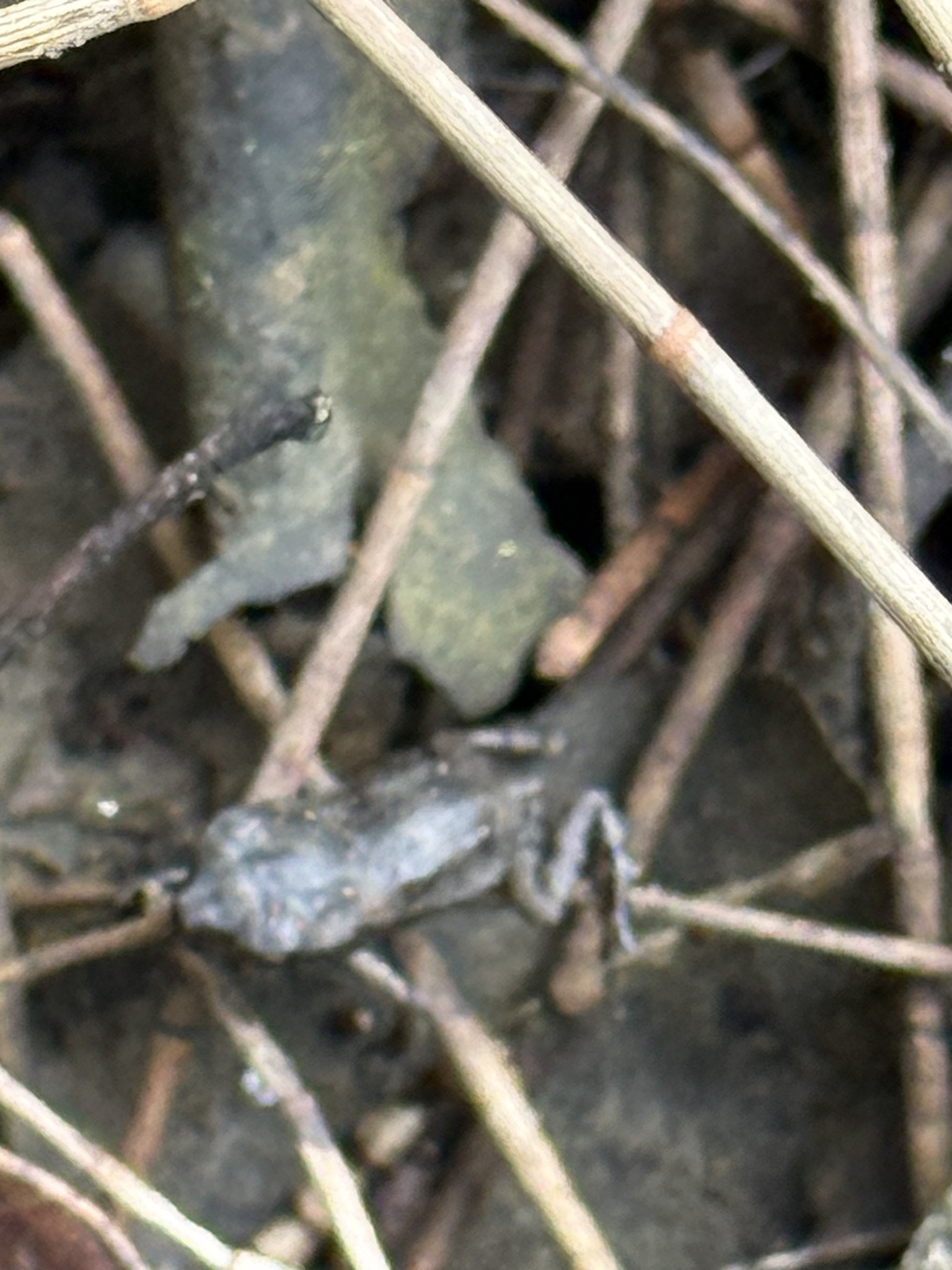 Rhinella marina (Linnaeus, 1758)