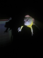 Pyxicephalus adspersus