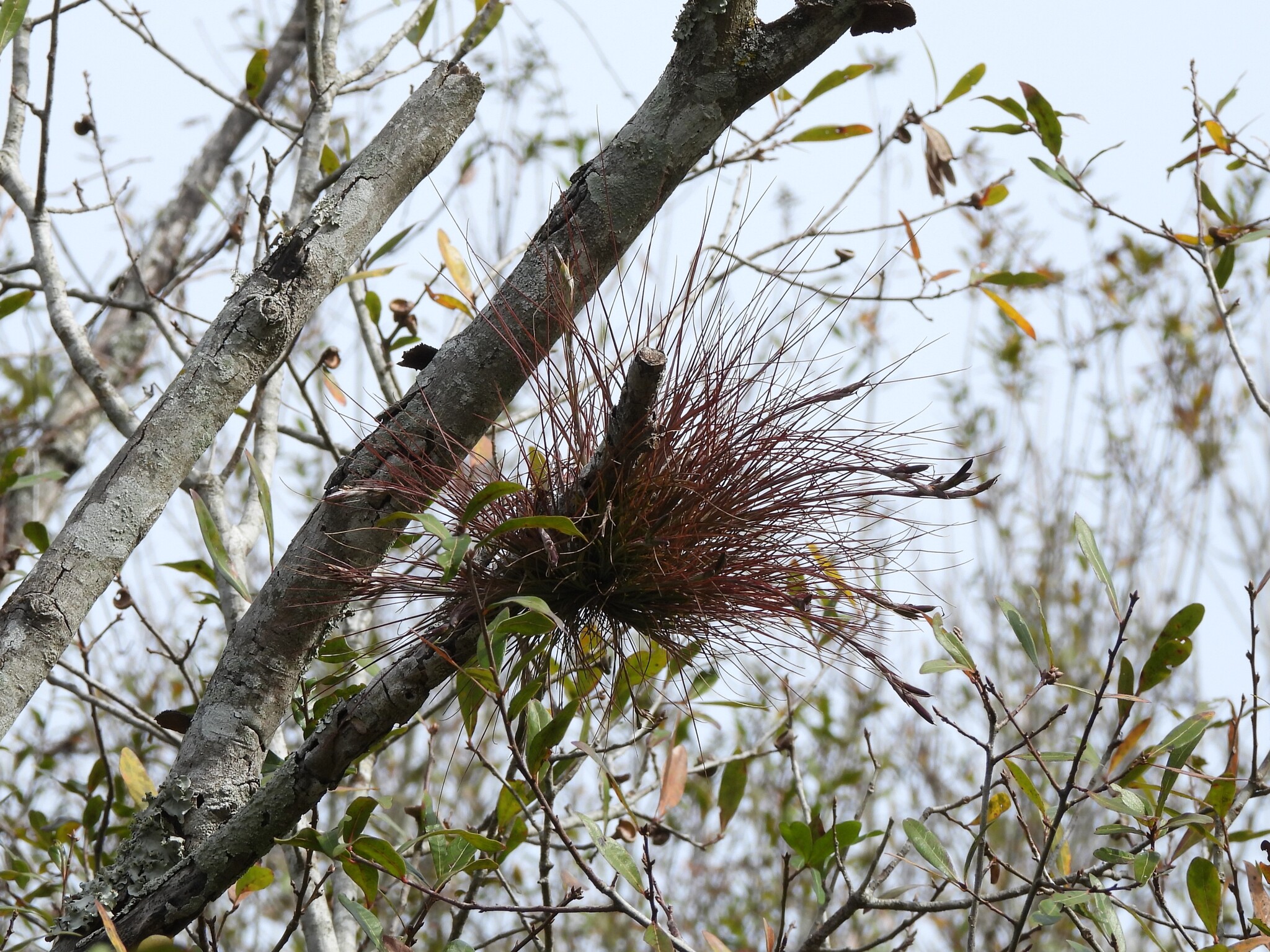 Tillandsia setacea