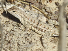 Holbrookia propinqua