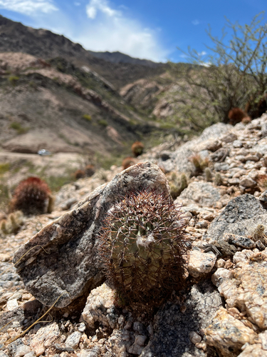 Parodia aureicentra