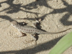 Holbrookia propinqua