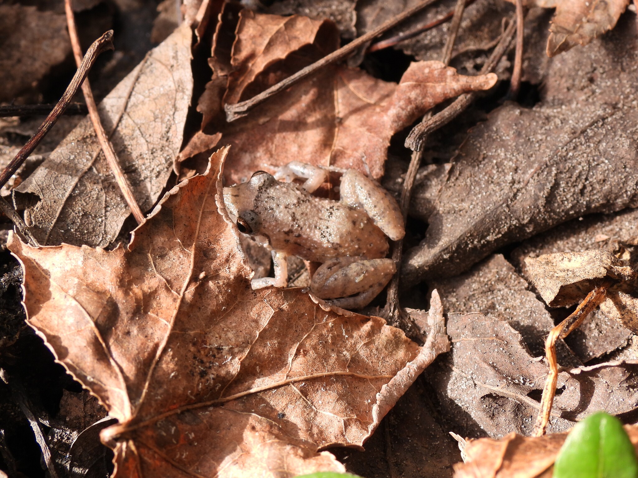 Eleutherodactylus planirostris (Cope, 1862)