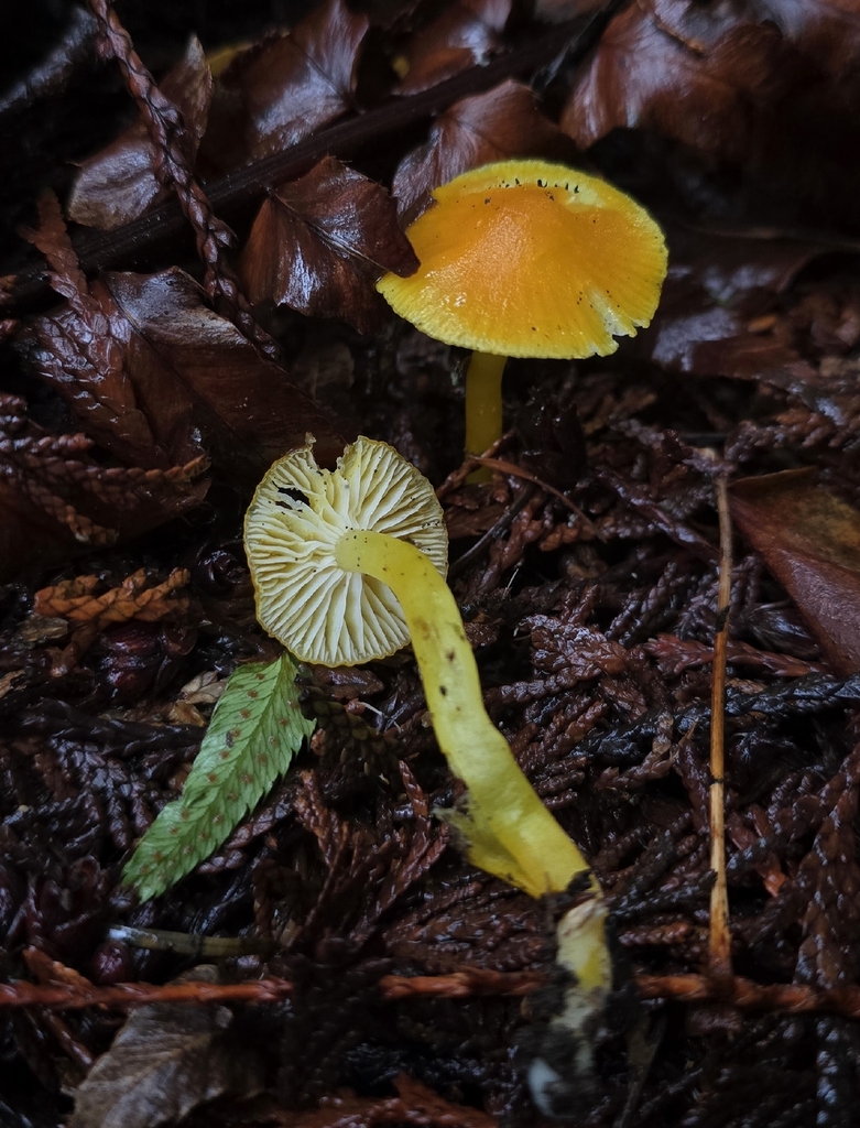 Butter Waxcap from Richmond Highlands, Shoreline, WA, USA on January 2 ...