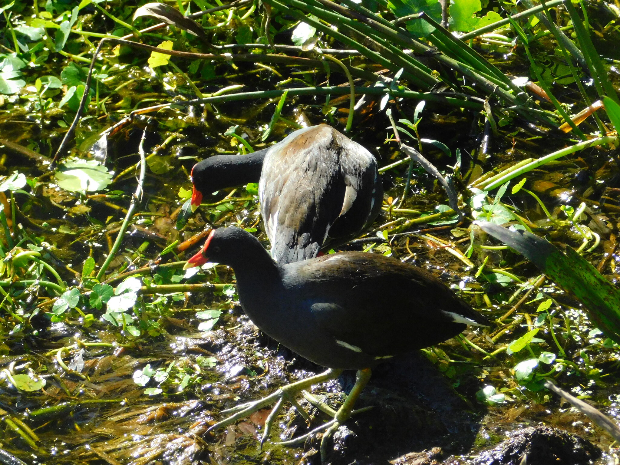 Common Moorhen (Gallinula chloropus), photo 6