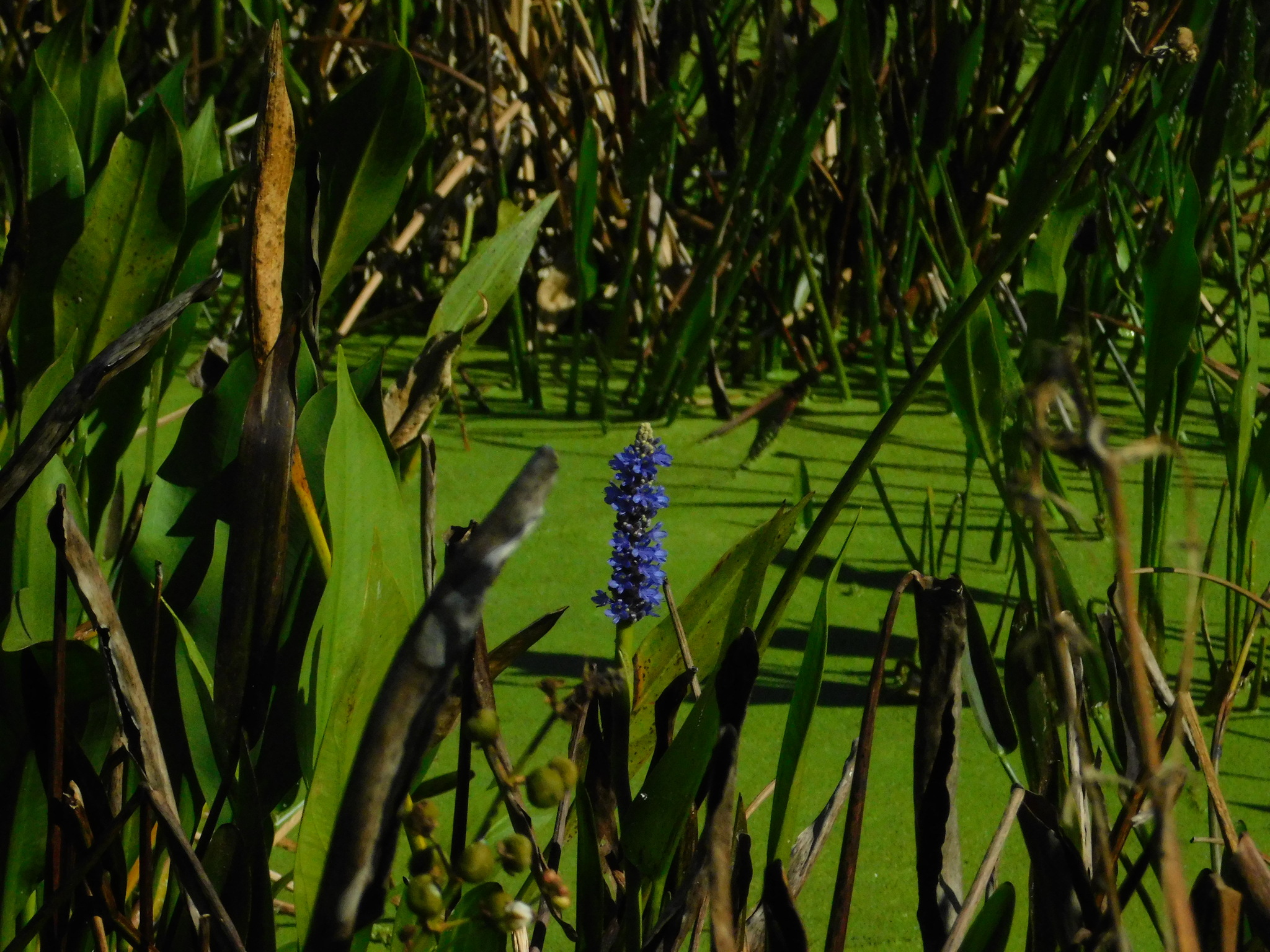 Pickerelweed