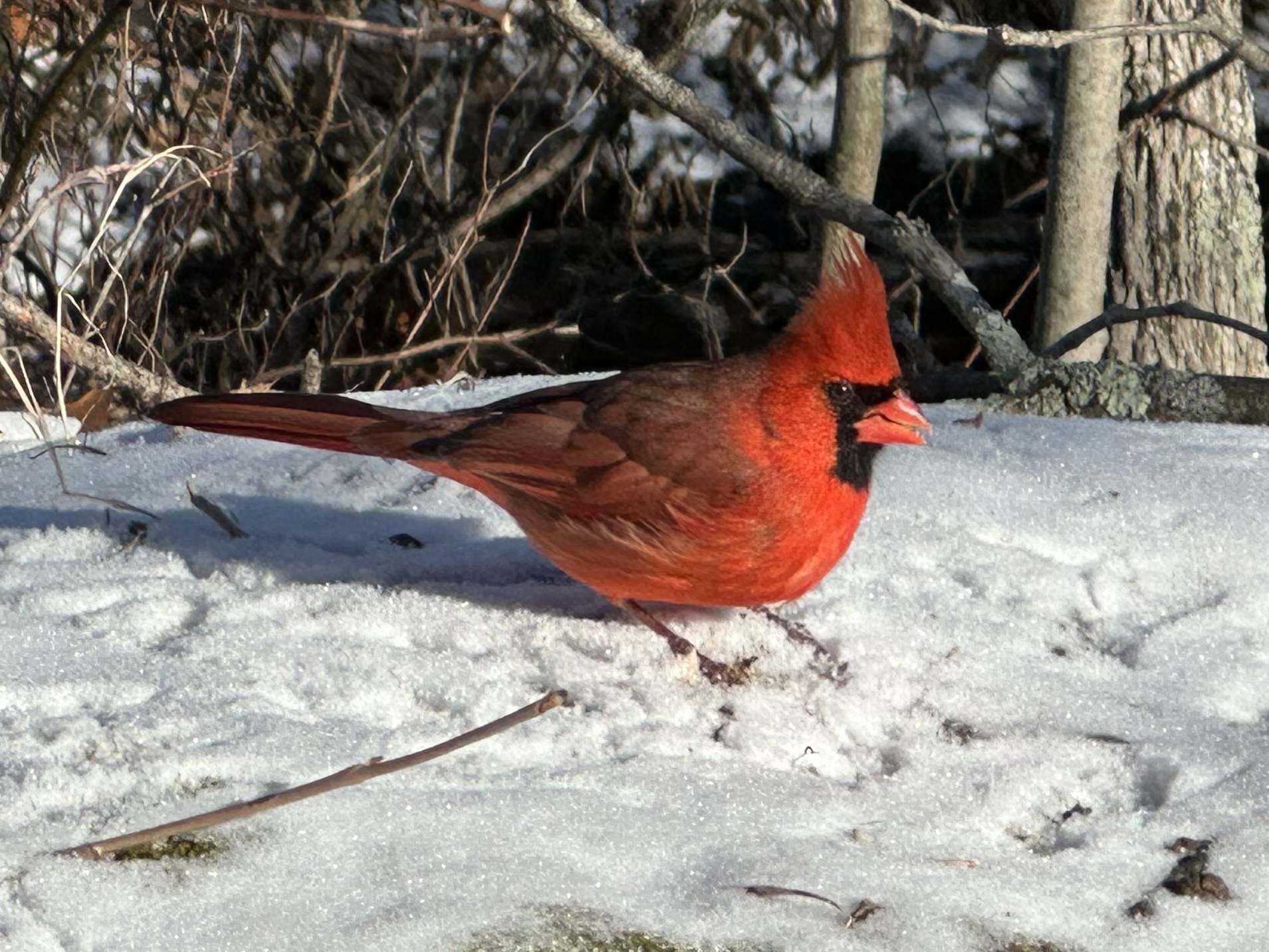 Northern Cardinal (Cardinalis cardinalis), photo 5