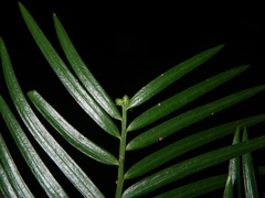Cephalotaxus