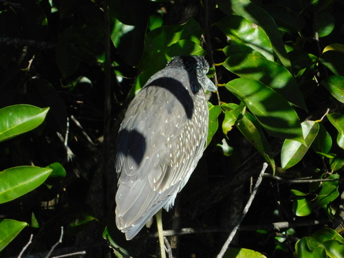 Yellow-crowned Night Heron (Nyctanassa violacea), photo 4