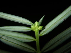 Cephalotaxus