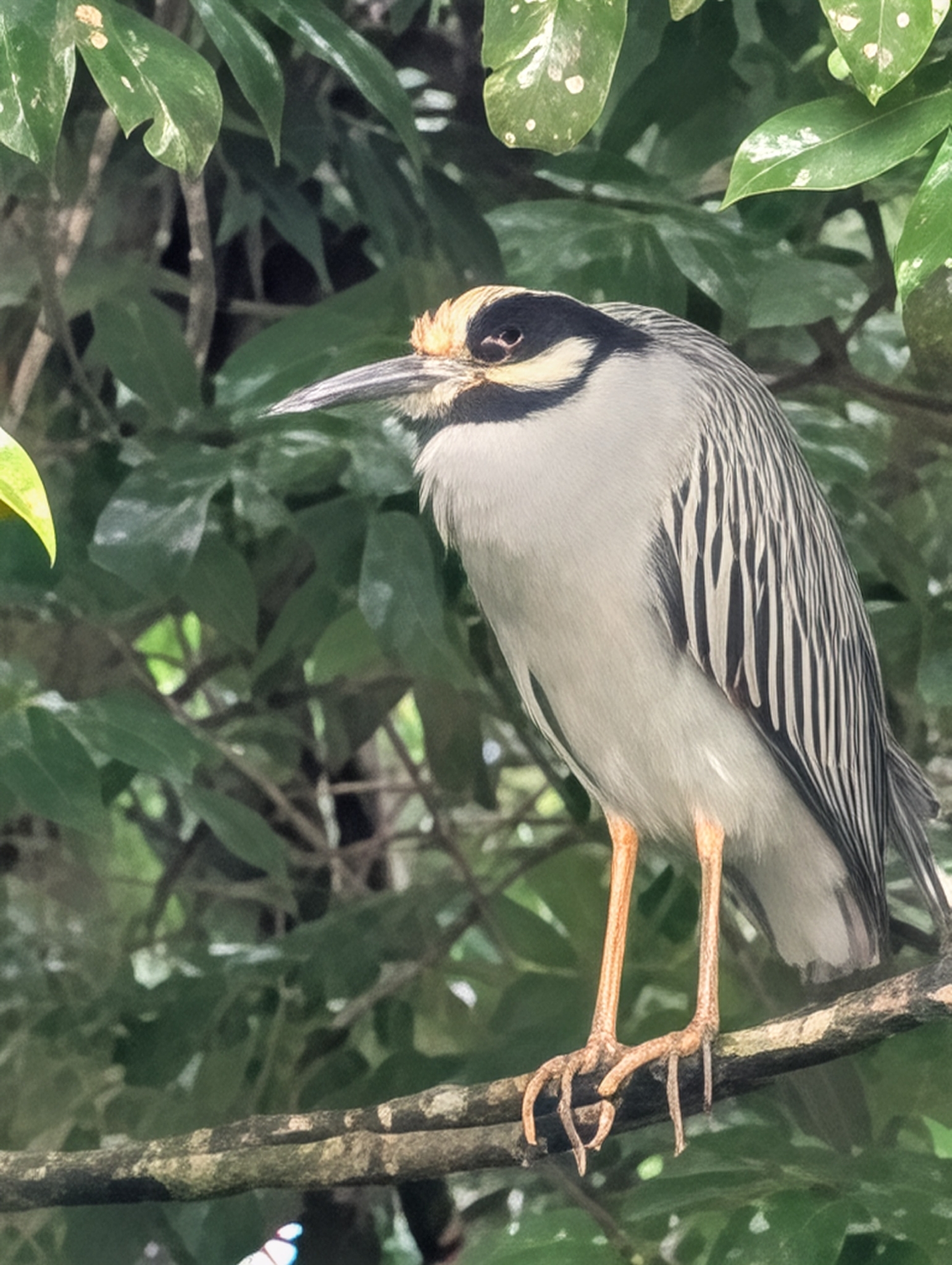 Yellow-Crowned Night-Heron in Sarasota, FL - Slide 2