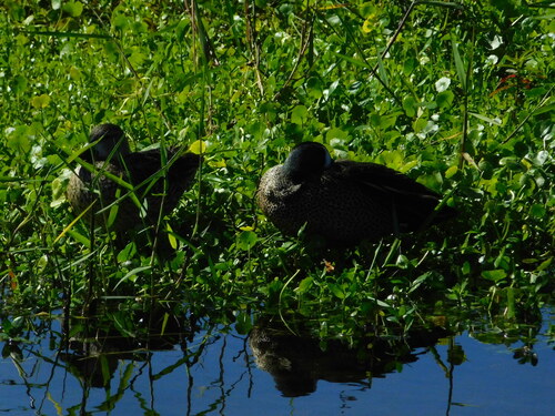 Blue-winged Teal (Spatula discors), photo 10