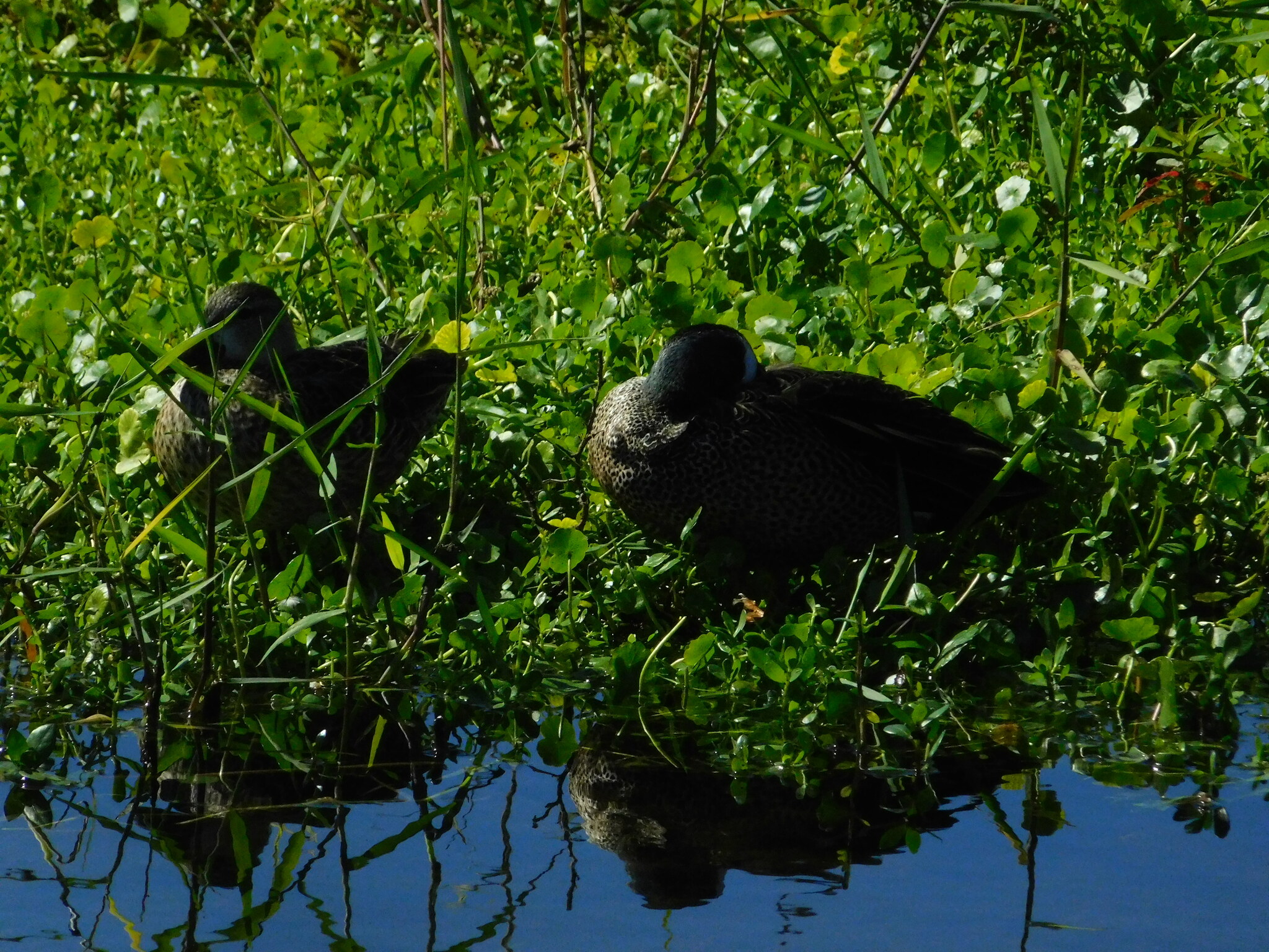 Blue-winged Teal (Spatula discors), photo 9