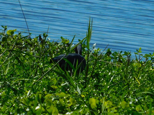 Little Blue Heron (Egretta caerulea), photo 4
