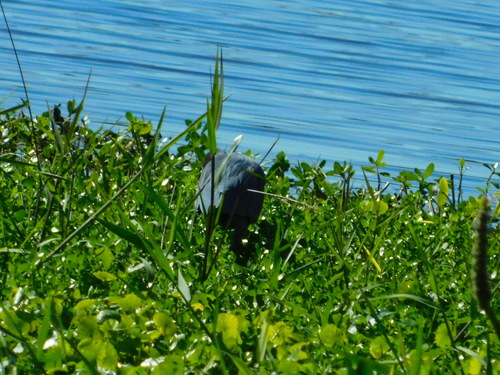 Little Blue Heron (Egretta caerulea), photo 5