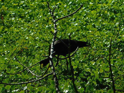 Glossy Ibis (Plegadis falcinellus), photo 7
