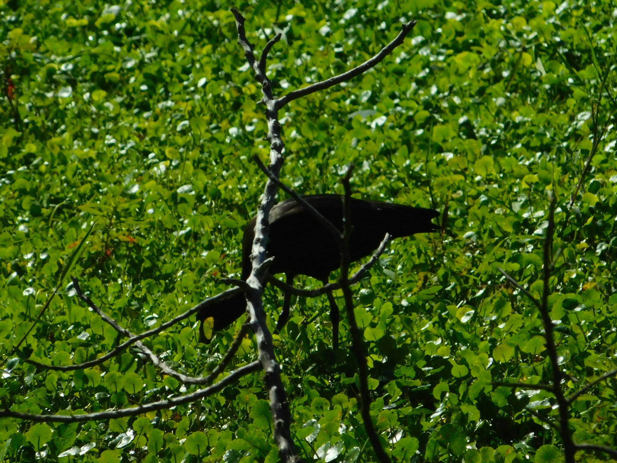 Glossy Ibis (Plegadis falcinellus), photo 7