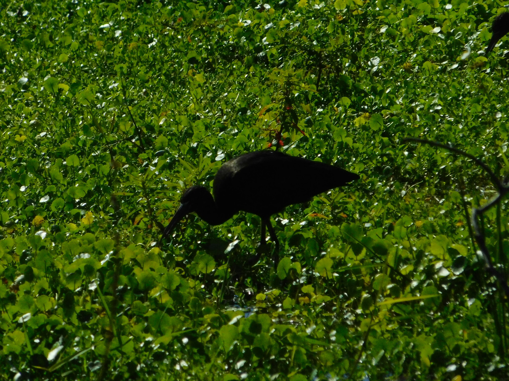 Glossy Ibis (Plegadis falcinellus), photo 6