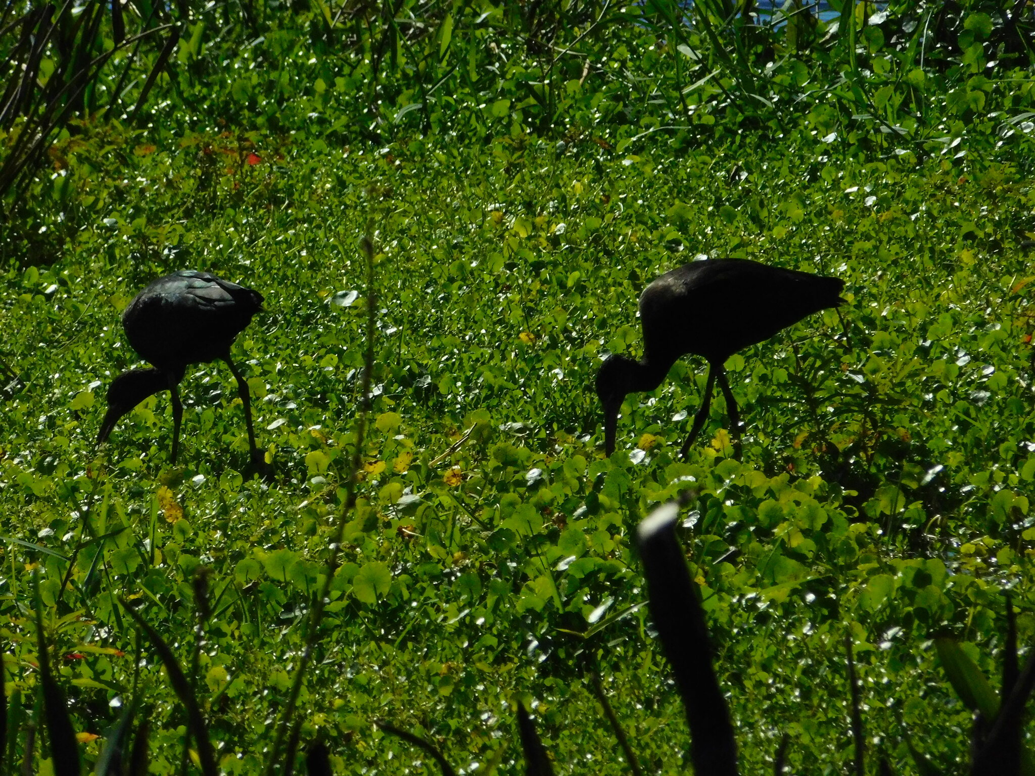 Glossy Ibis (Plegadis falcinellus), photo 9