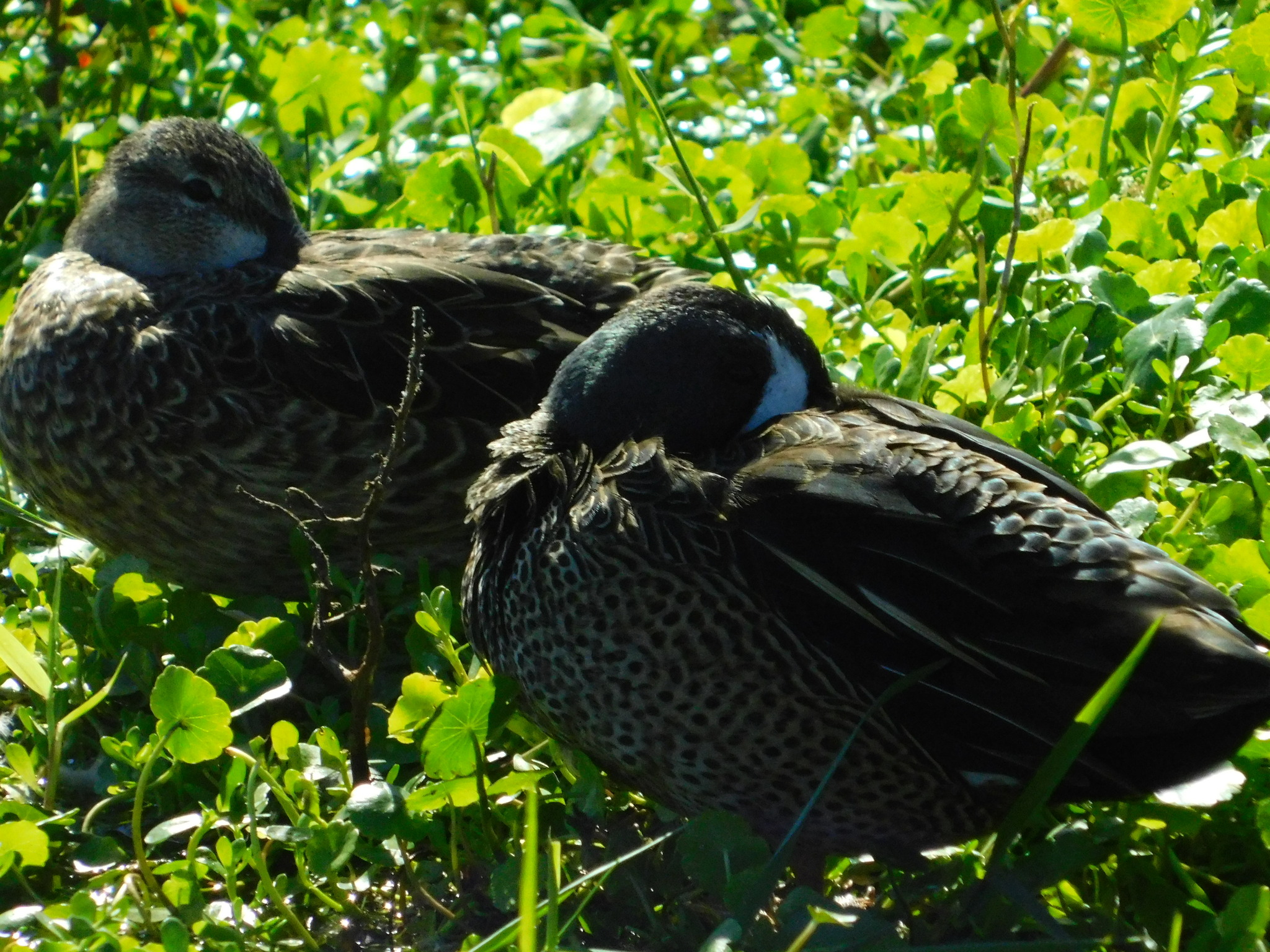 Blue-winged Teal (Spatula discors), photo 8