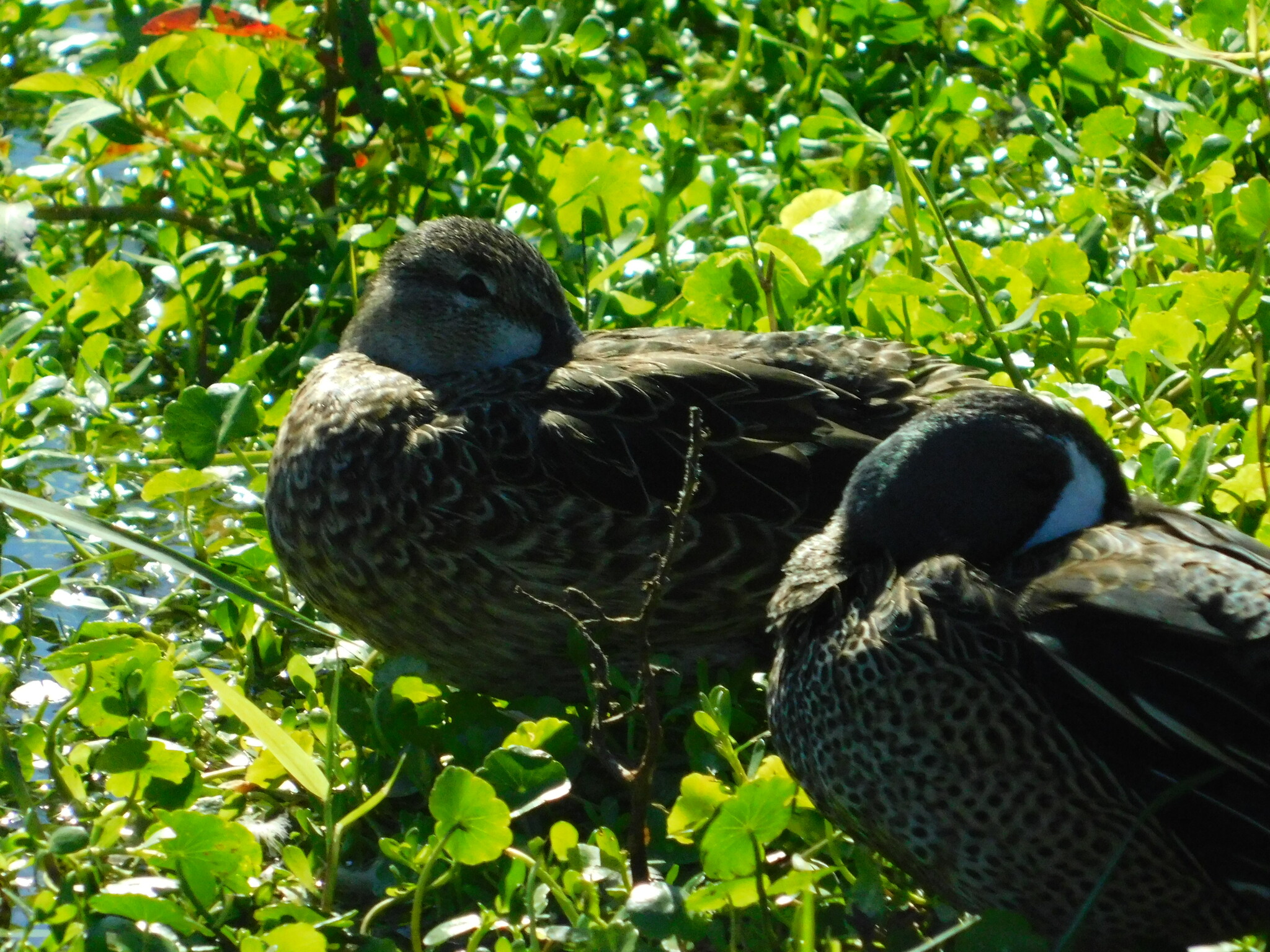 Blue-winged Teal (Spatula discors), photo 3