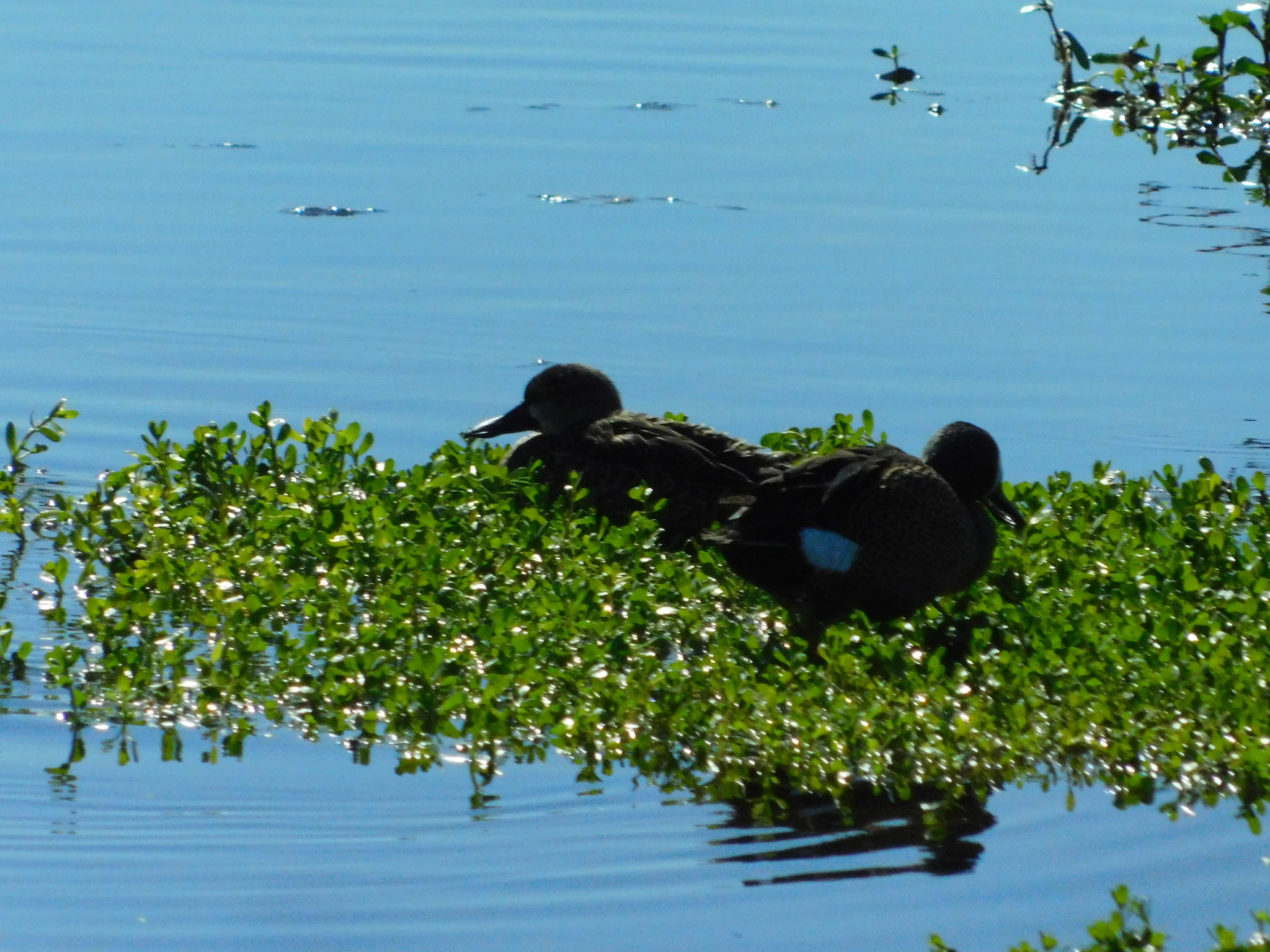 Blue-winged Teal (Spatula discors), photo 2