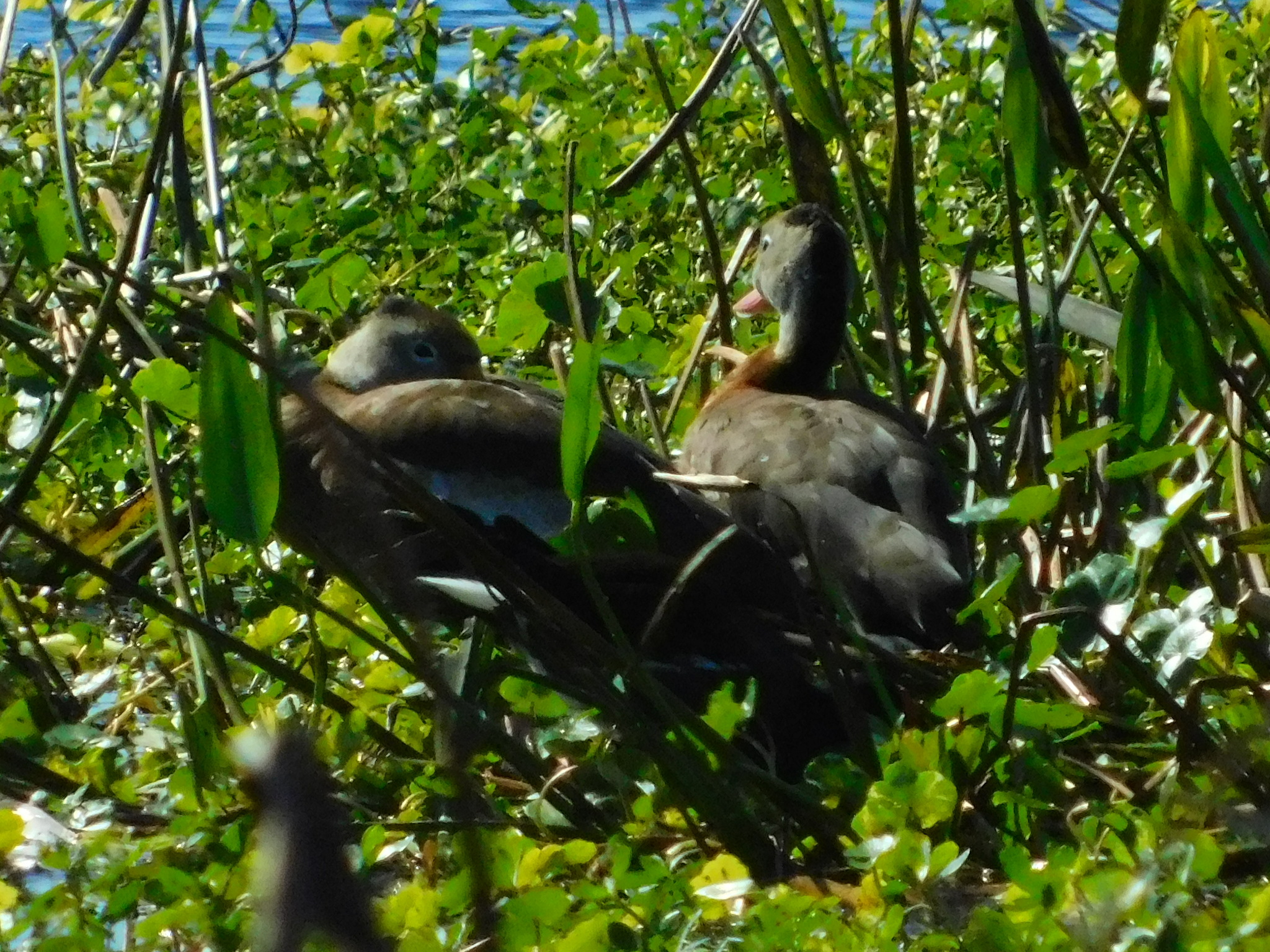 Black-bellied Whistling Duck (Dendrocygna autumnalis), photo 10
