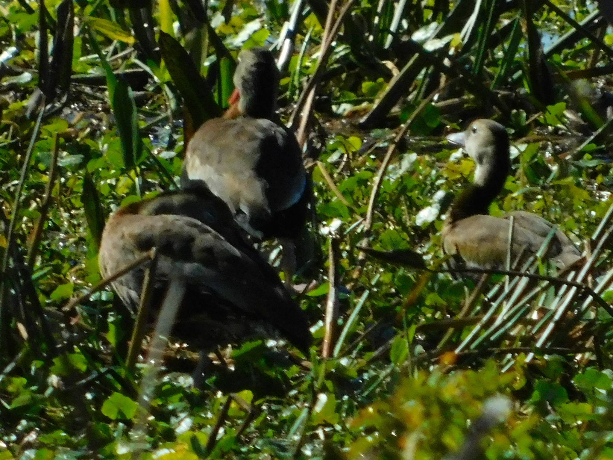 Black-bellied Whistling Duck (Dendrocygna autumnalis), photo 8